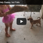 Puppy Helping to Sweep