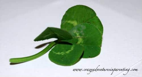 four leaf clover