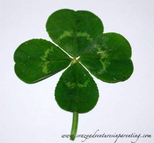 four leaf clover