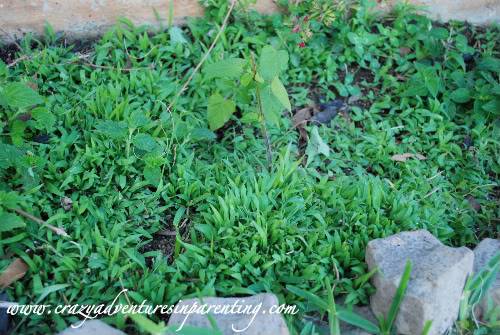 weird beautiful growth in garden