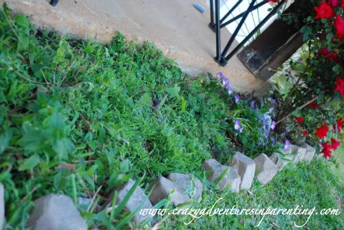 weird beautiful growth in the garden