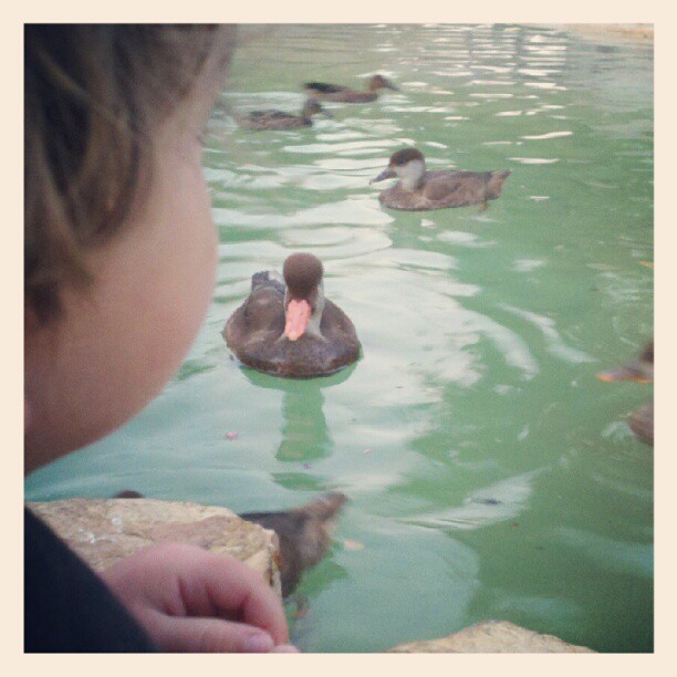 feeding ducks at SeaWorld San Antonio