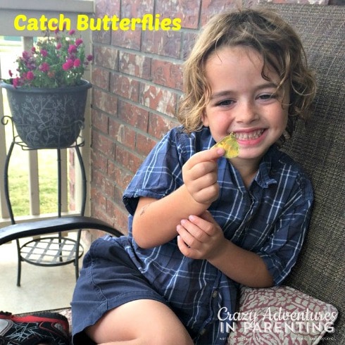 butterfly catching