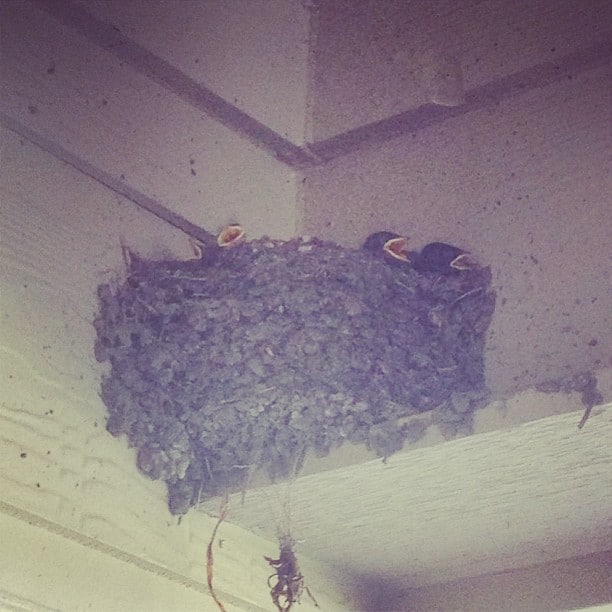 porch baby birds