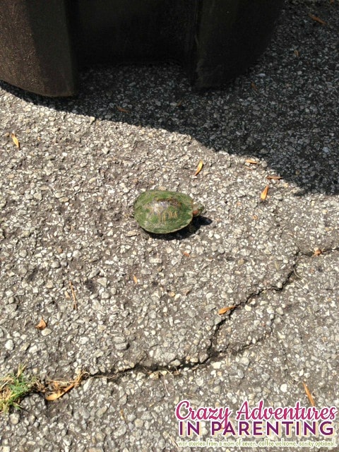 turtle friend