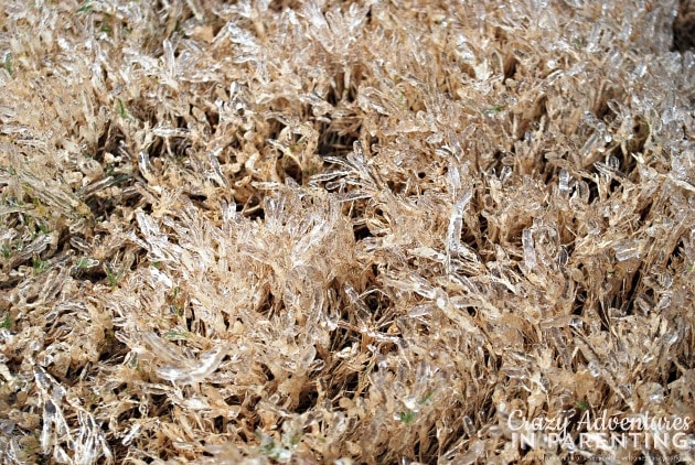 ice covered grass