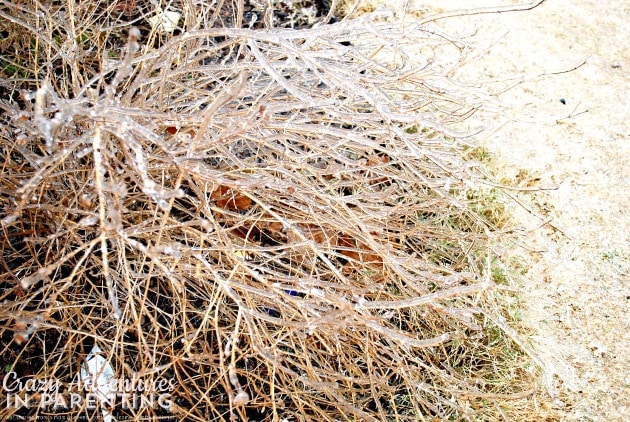 ice covered lantana