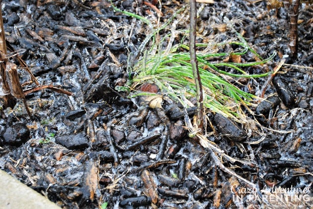ice covered mulch and lemon dill