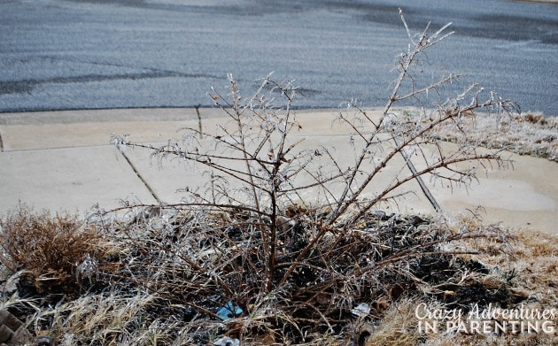 ice covered plants