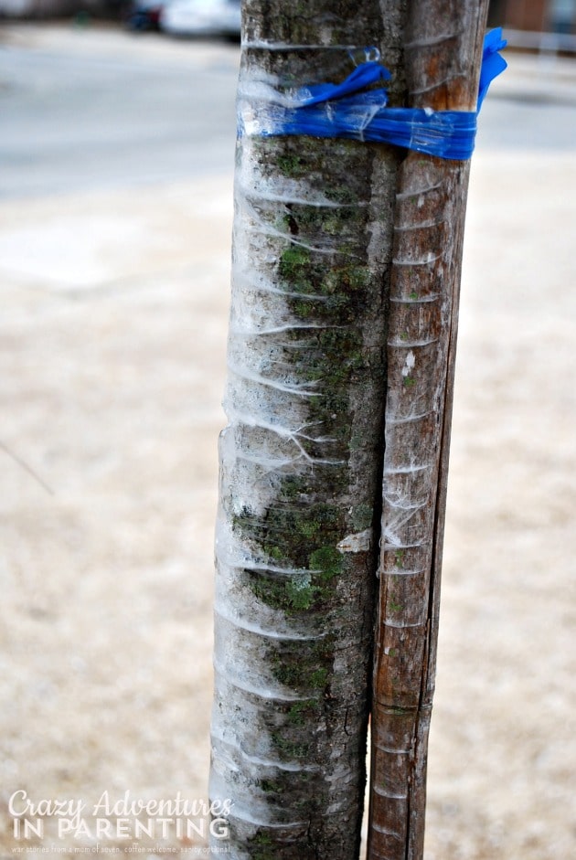 ice covered tree trunk