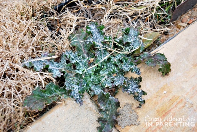 ice covered weed