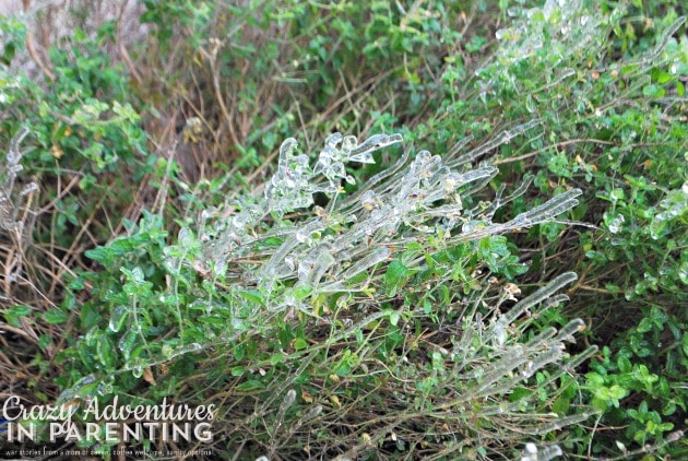 ice on mexican heather