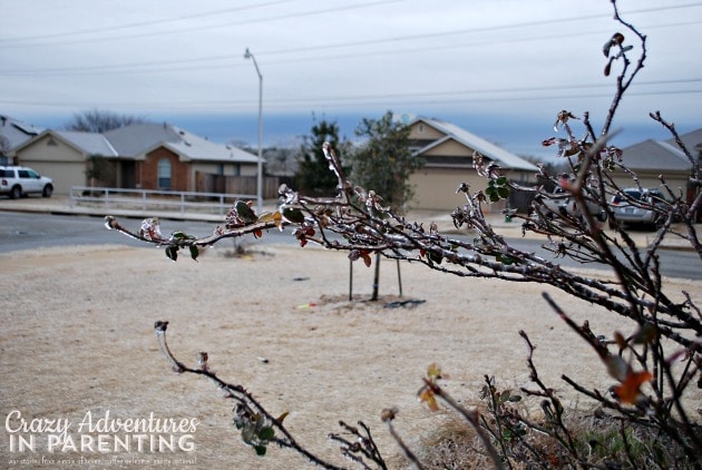 ice on the rose bush