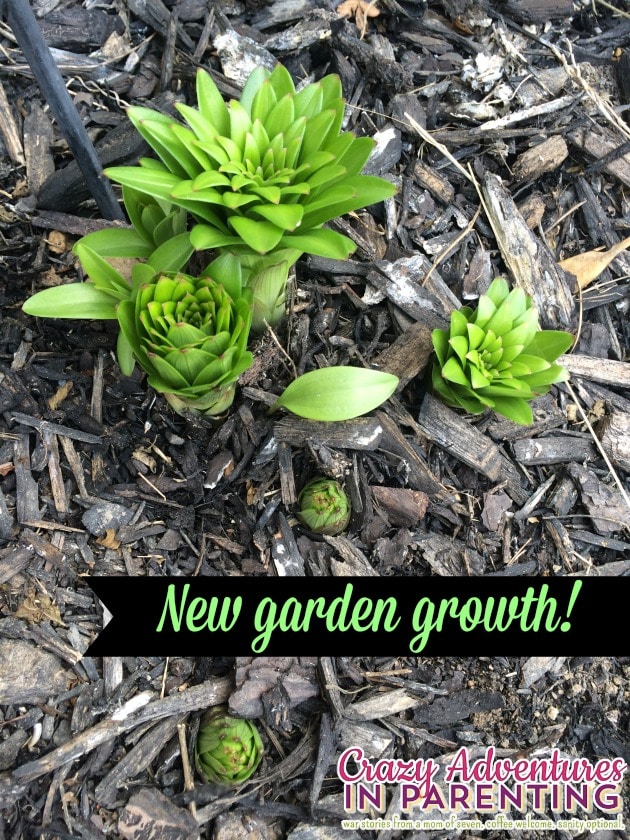 new garden growth
