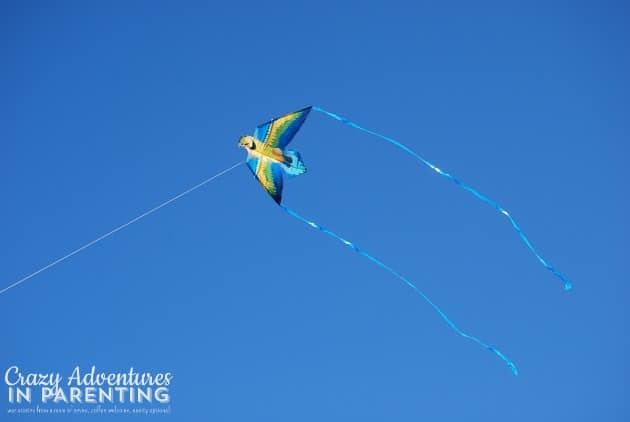 bird kite
