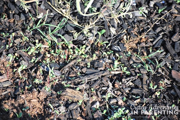 wildflower sprouts