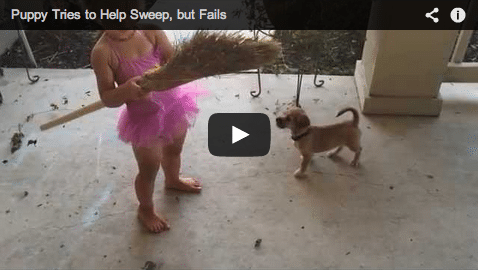 Puppy Helping to Sweep