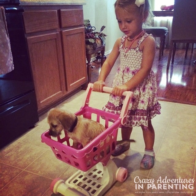 puppy being pushed in a baby shopping cart