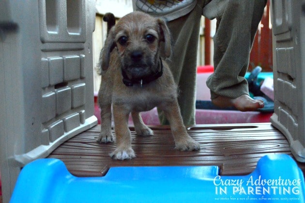 puppy on outside toys