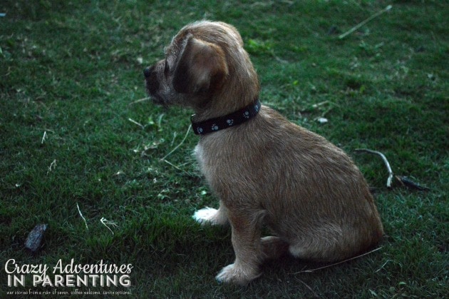 sitting up in the grass