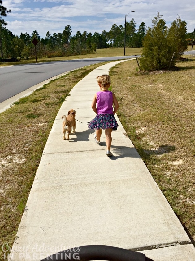 Baby V walking the dog