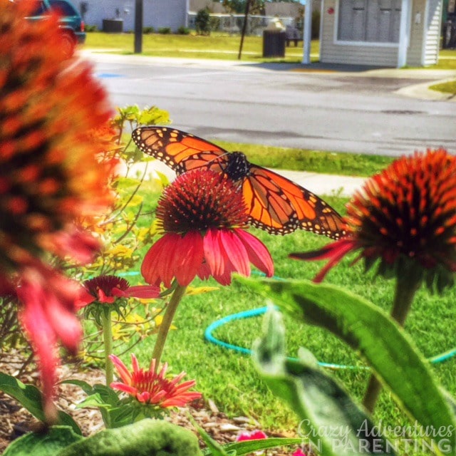 our new butterfly friend