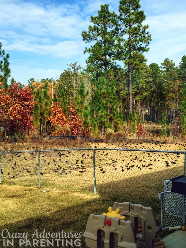 fall scene with birds