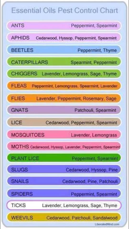 Essential oils pest control chart
