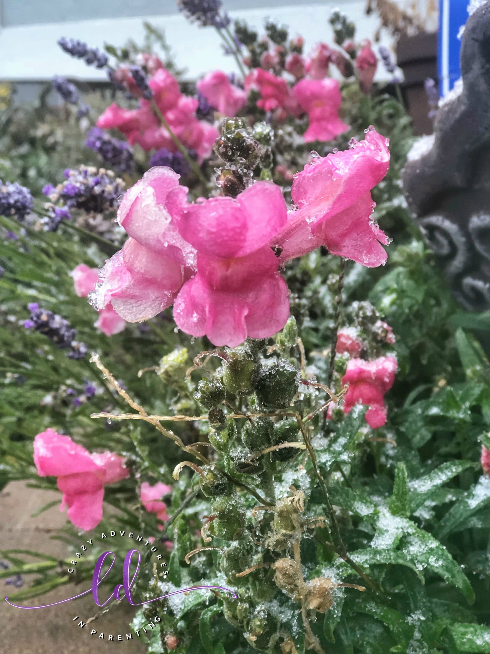 Frozen Flowers in Ice