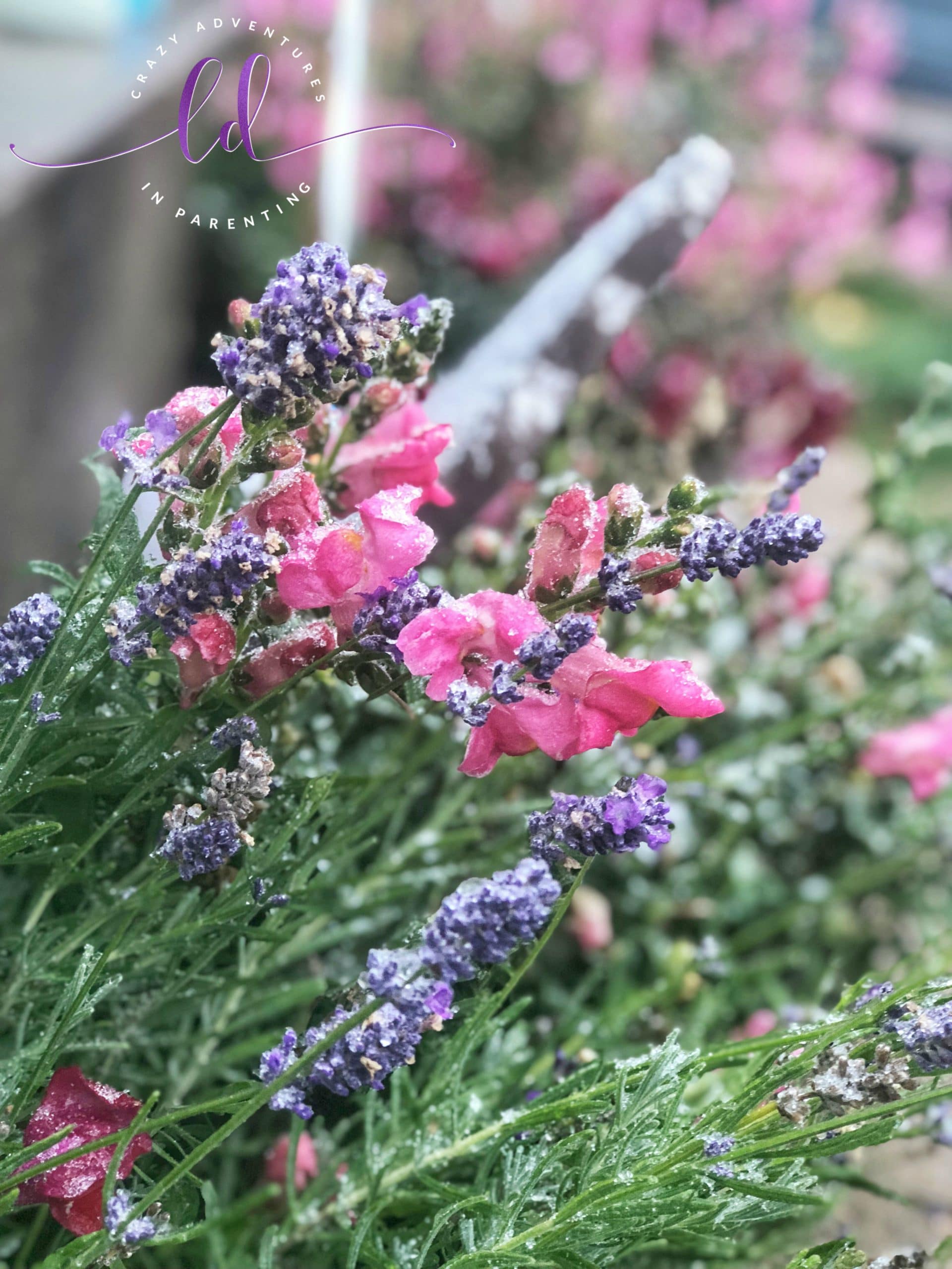 Frozen Flowers