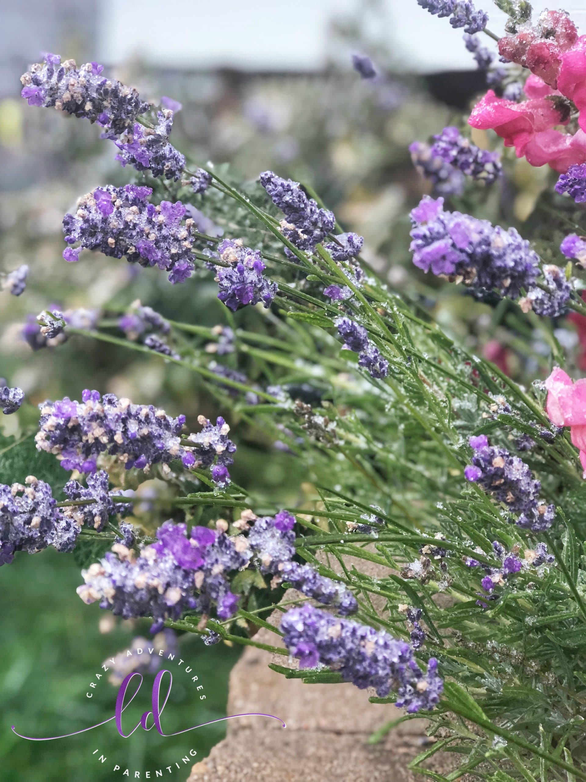 Frozen Lavender in Ice