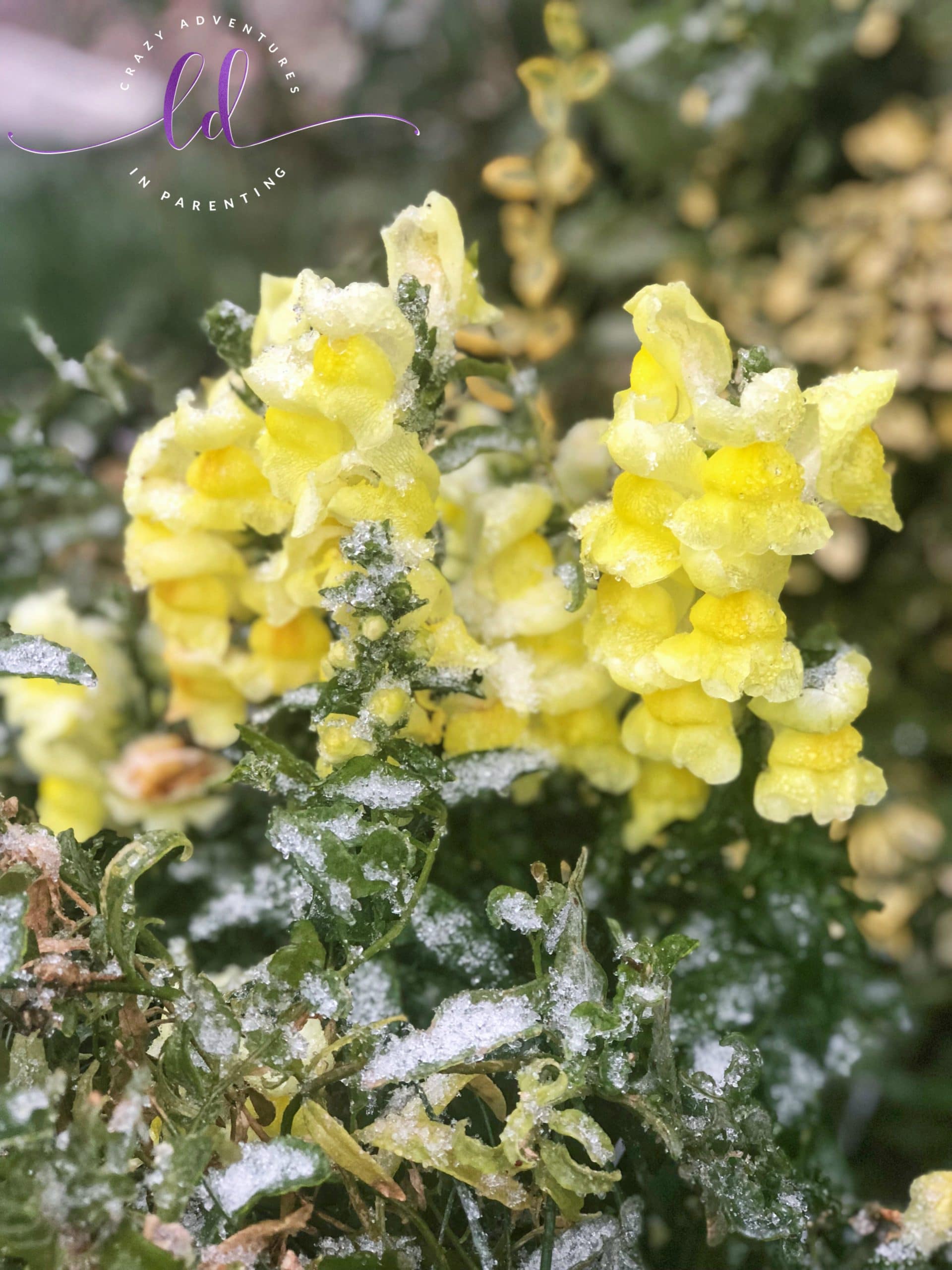 Frozen Snapdragons in Ice